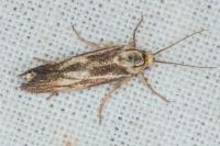 Brachodes funebris
