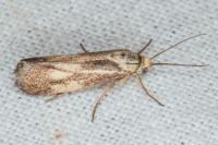 Brachodes funebris