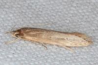 Limnaecia phragmitella
