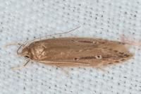 Limnaecia phragmitella