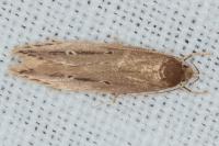Limnaecia phragmitella