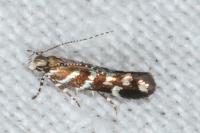 Vulcaniella