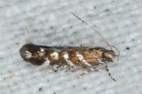 Vulcaniella