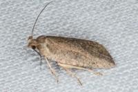 Agonopterix scopariella