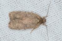 Agonopterix scopariella