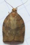 Pandemis heparana