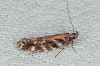 Aristotelia