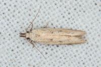 Mesophleps corsicella