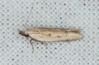 Mesophleps corsicella