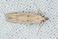 Mesophleps corsicella