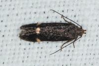Stomopteryx flavipalpella
