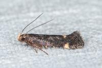 Stomopteryx flavipalpella