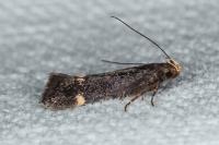 Stomopteryx flavipalpella