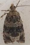 Celypha lacunana