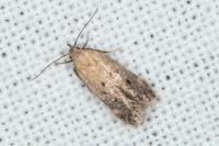 Stomopteryx