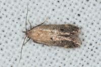Stomopteryx