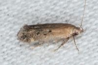 Stomopteryx