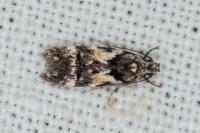 Teleiodes luculella