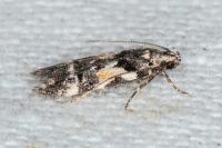 Teleiodes luculella