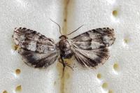 Pammene oxycedrana