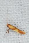 Caloptilia robustella
