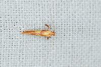 Caloptilia robustella