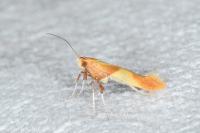Caloptilia robustella
