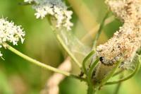 Depressaria radiella