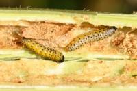 Depressaria radiella