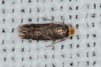 Stigmella