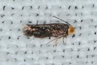 Stigmella
