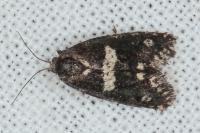 Penestoglossa gallica