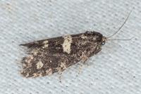 Penestoglossa gallica