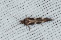 Scythris scopolella