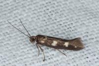 Scythris scopolella