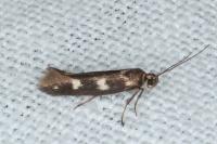 Scythris scopolella