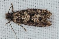 Morophaga morella