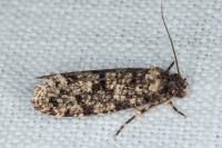 Morophaga morella