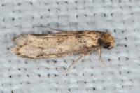 Tinea basifasciella