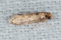 Tinea basifasciella