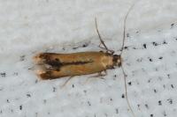Coptotriche marginea