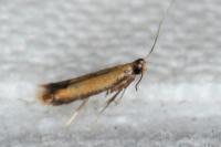 Coptotriche marginea