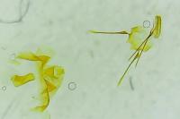 Crocidosema plebejana