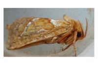 Triodia sylvina