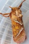 Triodia sylvina