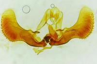 Epiblema graphana