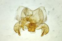 Scythris terrenella