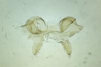 Scythris terrenella