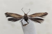 Scythris terrenella