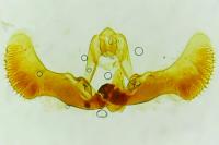 Epiblema graphana